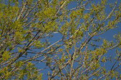 Psaltriparus minimus