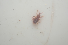 Peristoreus flavitarsis