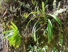 Angraecum eburneum