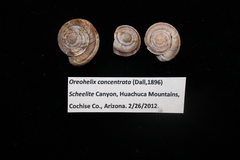 Oreohelix concentrata
