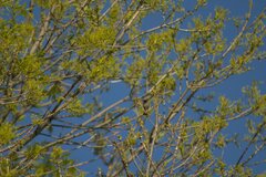 Psaltriparus minimus