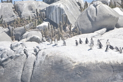 Spheniscus humboldti