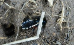 Ectrychotes andreae