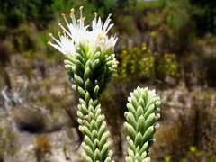 Campylostachys cernua