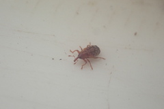 Peristoreus flavitarsis