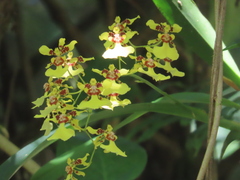 Oncidium