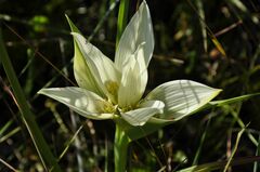 Colchicum striatum