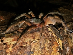 Sericopelma