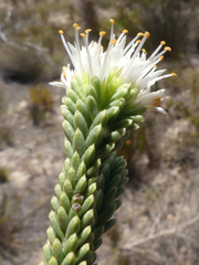 Campylostachys cernua