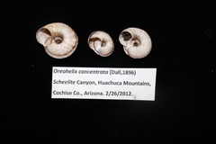 Oreohelix concentrata