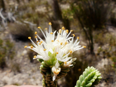 Campylostachys cernua