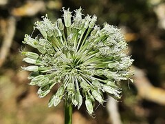 Allium albiflorum