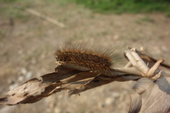 Creatonotos transiens