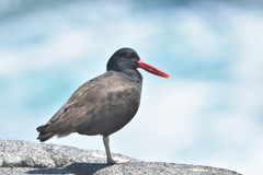 Haematopus ater