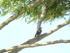 Melanerpes hoffmannii