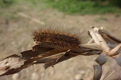 Creatonotos transiens