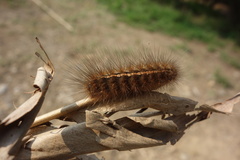 Creatonotos transiens