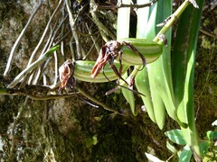 Angraecum eburneum