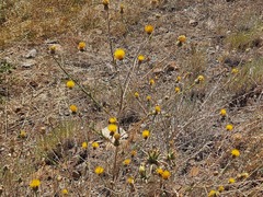 Centaurea solstitialis