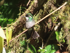 Lampornis castaneoventris