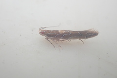 Pyroderces apparitella