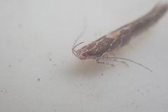 Pyroderces apparitella