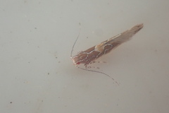 Pyroderces apparitella