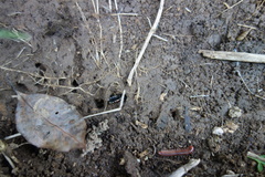 Ectrychotes andreae