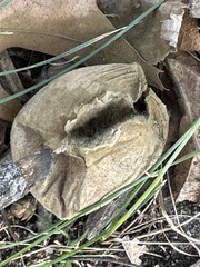 Porphyrellus sordidus