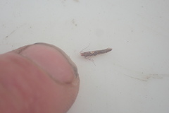 Pyroderces apparitella