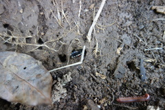 Ectrychotes andreae