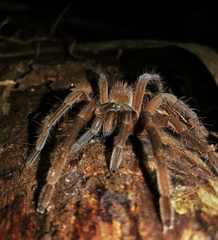 Sericopelma