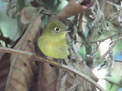 Empidonax flavescens