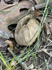 Porphyrellus sordidus