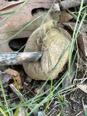 Porphyrellus sordidus