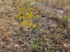 Ferulago galbanifera