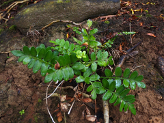 Asplenium obtusatum
