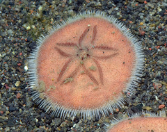 Jacksonaster depressum