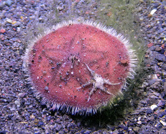 Jacksonaster depressum