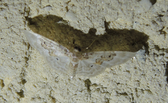 Idaea rusticata