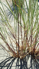 Juncus balticus