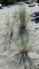Juncus balticus