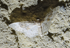Idaea rusticata