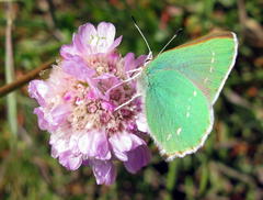 Callophrys viridis