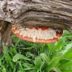 Inonotus