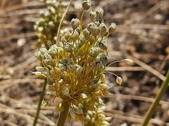 Allium pseudoflavum
