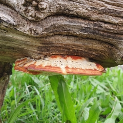 Inonotus