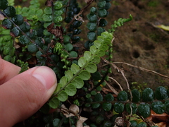 Blechnum blechnoides