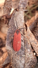 Dictyoptera aurora