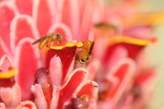 Tetragonisca angustula